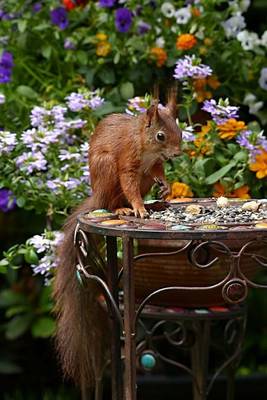 Book cover for Squirrel in the Garden Journal