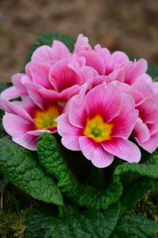 Cover of Beautiful Pink Primrose Flowers in a Stone Planter Journal