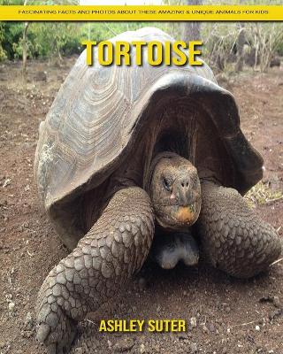 Book cover for Tortoise