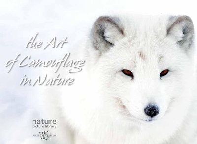 Book cover for Hidden in Nature: Art of  Animal Camouflage