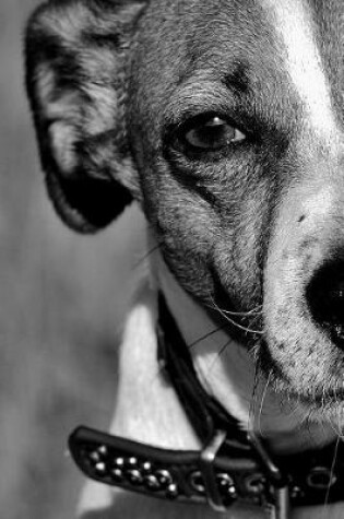 Cover of Jack Russell Terrier Staring You Down Black and White Journal