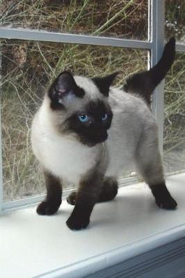 Book cover for Seal Point Siamese Kitten on a Window Ledge Cat Journal