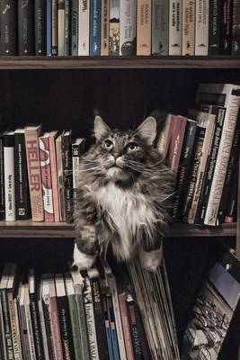 Book cover for Maine Coon Cat Guarding the Library