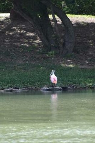 Cover of A Beautiful Pink Spoonbill in South Texas