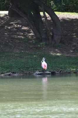 Book cover for A Beautiful Pink Spoonbill in South Texas