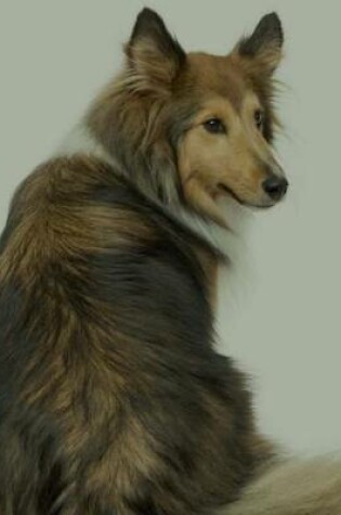 Cover of Shetland Sheepdog