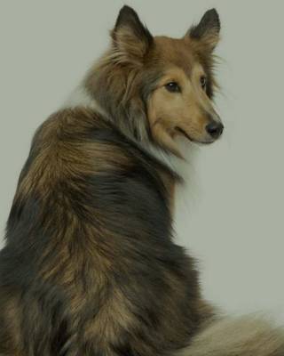 Cover of Shetland Sheepdog