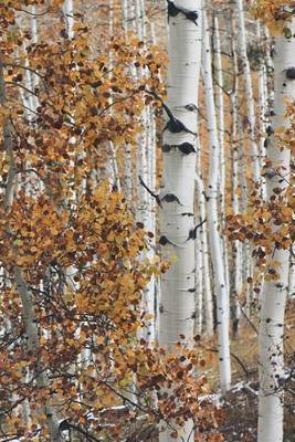 Book cover for Birch Forest