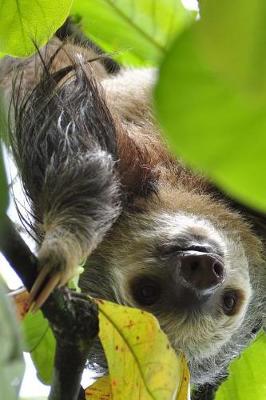 Book cover for Sloth Upside Down in a Tree in the Rainforest Journal