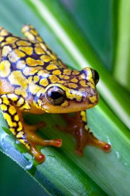 Book cover for Harlequin Poison Dart Frog or Dendrobates Histrionicus