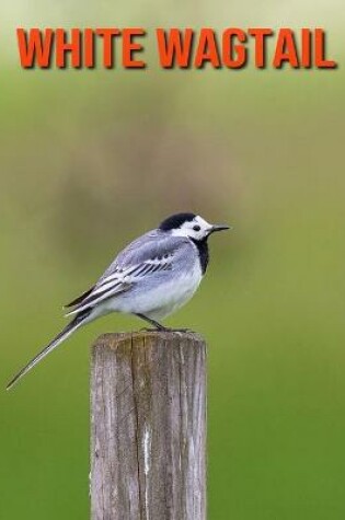 Cover of White Wagtail