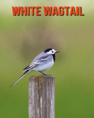 Book cover for White Wagtail