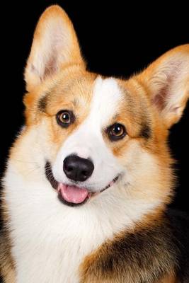 Book cover for An Adorable Corgi Dog Portrait