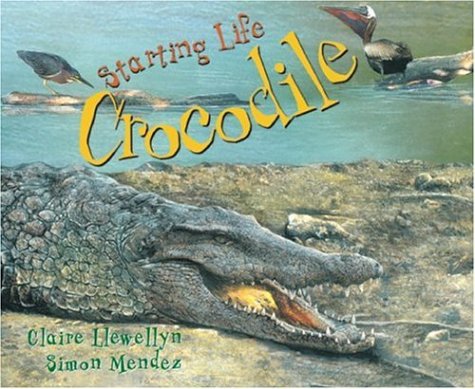 Book cover for Starting Life: Crocodile