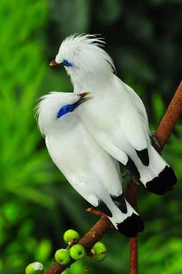 Book cover for White Bali Mynah Birds Journal