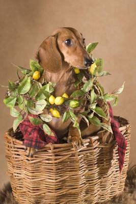 Book cover for Dachshund Weiner Dog Gift Basket (for the Love of Dogs)