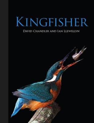 Book cover for Kingfisher