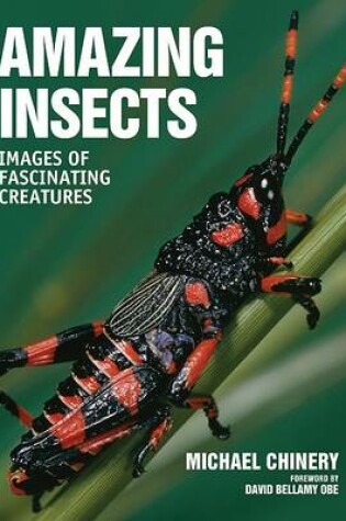 Cover of Amazing Insects