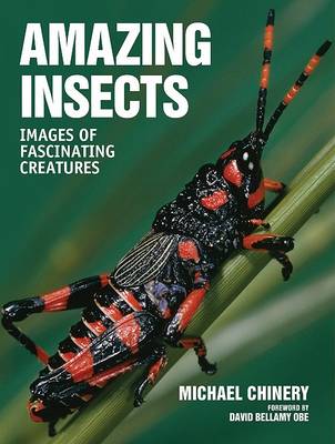 Book cover for Amazing Insects