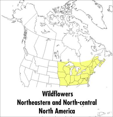 Book cover for Peterson Field Guide To Wildflowers, A