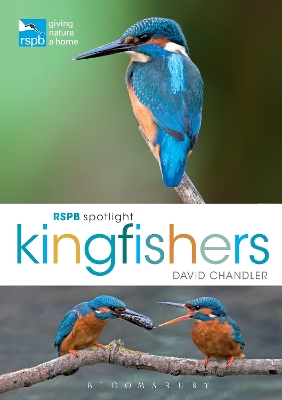 Book cover for RSPB Spotlight Kingfishers