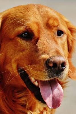 Book cover for Golden Retriever Dog Posing for the Picture