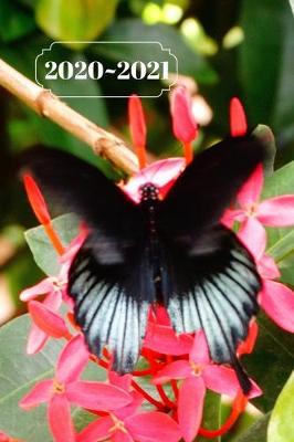 Cover of Black & Blue Butterfly on Pink Floral Dated Calendar Planner 2 years To-Do Lists, Tasks, Notes Appointments Planner 2 years To-Do Lists, Tasks, Notes Appointments