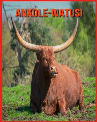 Book cover for Ankole-Watusi