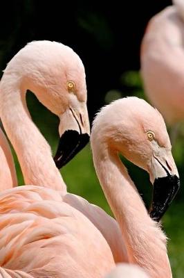 Book cover for Two Lovely Flamingo Birds Journal