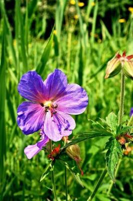 Book cover for Geranium Pratense Meadow Cranesbill Cranes Bill Flowers Journal