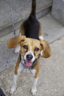 Book cover for Cute Little Beagle Harrier Journal