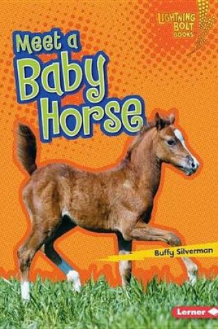 Cover of Meet a Baby Horse