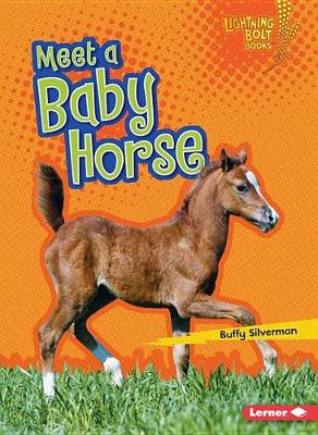 Book cover for Meet a Baby Horse