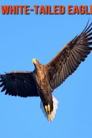 Cover of White-Tailed Eagle