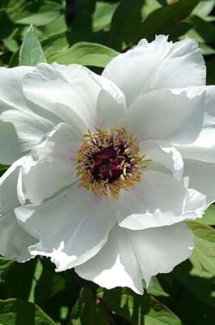 Cover of White Peony Flower Journal