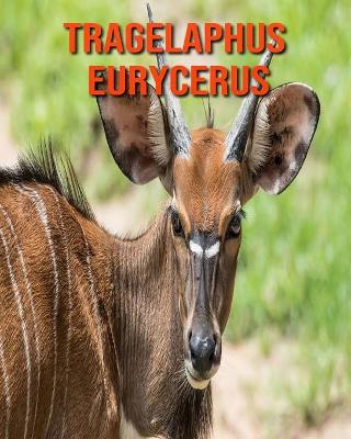 Book cover for Tragelaphus eurycerus