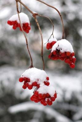 Book cover for Red Berries Covered in Snow Winter Journal