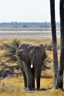 Book cover for Elephant with Tusks Animal Journal