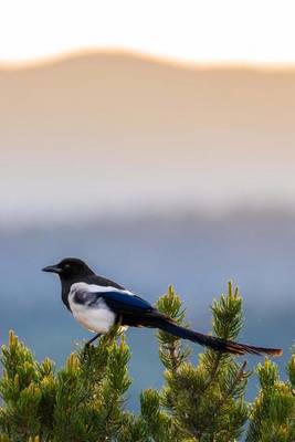 Book cover for Colorado Black Billed Magpie Journal