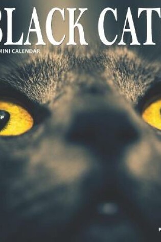 Cover of Black Cats