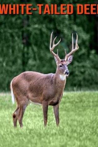 Cover of White-Tailed Deer