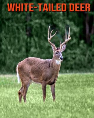 Book cover for White-Tailed Deer