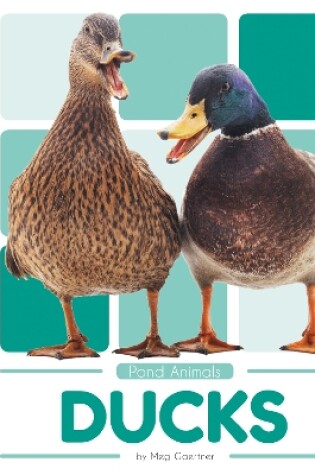 Cover of Pond Animals: Ducks