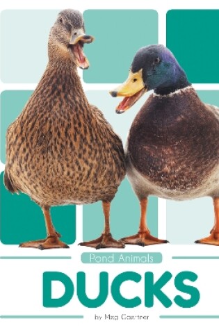 Cover of Ducks