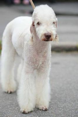 Book cover for Adorable Bedlington Terrier Journal