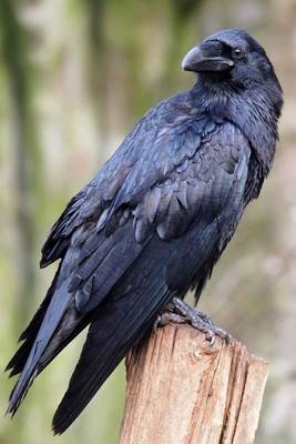 Book cover for Portrait of a Raven Journal