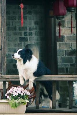 Book cover for Contemplating Border Collie Notebook