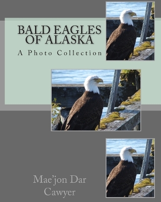 Book cover for Bald Eagles of Alaska