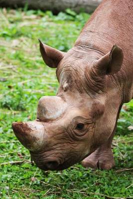 Book cover for A Rhinoceros African Animal Portrait Journal