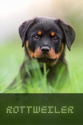 Book cover for Rottweiler